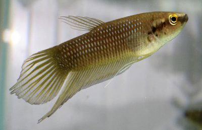 Betta ibanorum