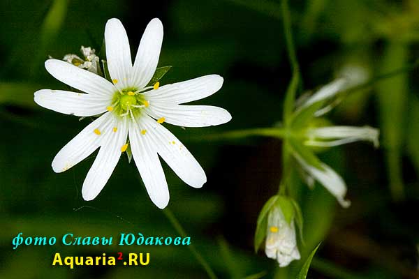 Звездчатка злаковая, Stellaria graminea