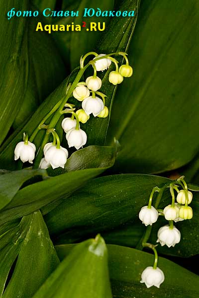 Ландыш майский, Convallaria majalis