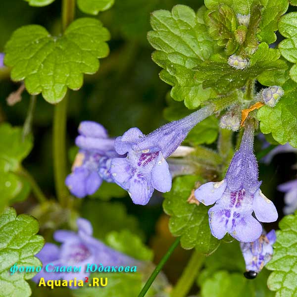 Будра плющевидная, Glechoma hederacea