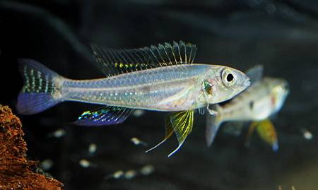 biotoecus_dicentrarchus.jpg