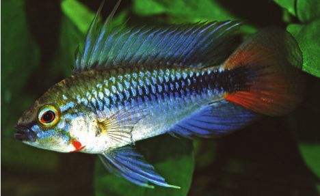 Apistogramma erythrura, male