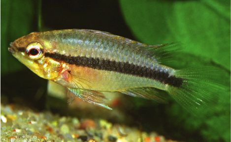 Apistogramma erythrura, female