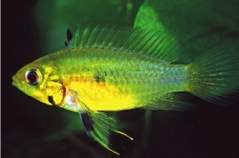 Apistogramma erythrura, female