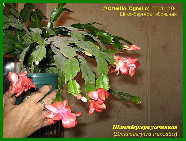 Шлюмбергера усеченная (Schlumbergera truncata)