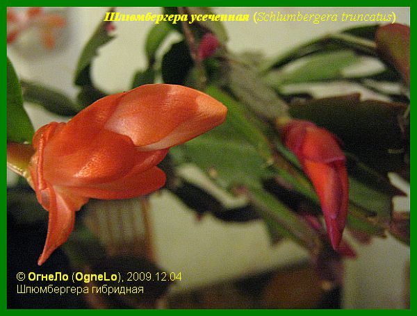 Шлюмбергера усеченная (Schlumbergera truncata)