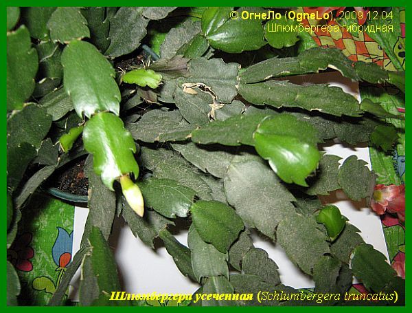 Шлюмбергера усеченная (Schlumbergera truncata)