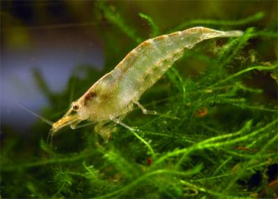 Neocaridina heteropoda (Synonym Neocaridina denticulata sinensis)