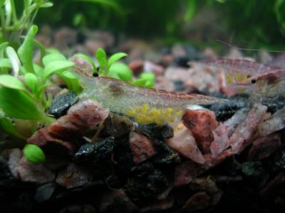 Neocaridina heteropoda 'Red'