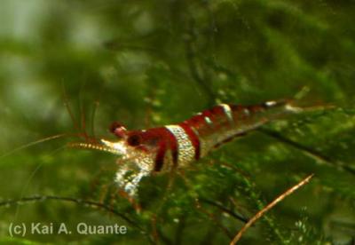 caridina_spongicola