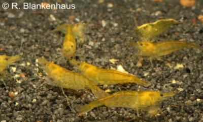 Neocaridina_heteropoda_var_yellow